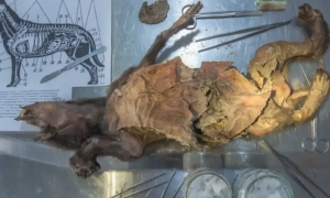 На річницю потоплення крейсера «Москва» в Україні відкриють експозицію з артефактами із затонулого корабля 