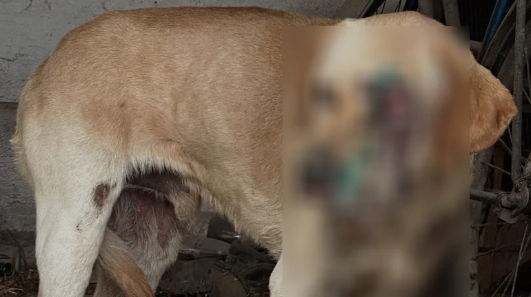 На Закарпатті чоловік тягнув собаку мототрактором: поліція відкрила кримінальне провадження