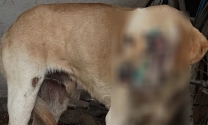 На Закарпатті чоловік тягнув собаку мототрактором: поліція відкрила кримінальне провадження