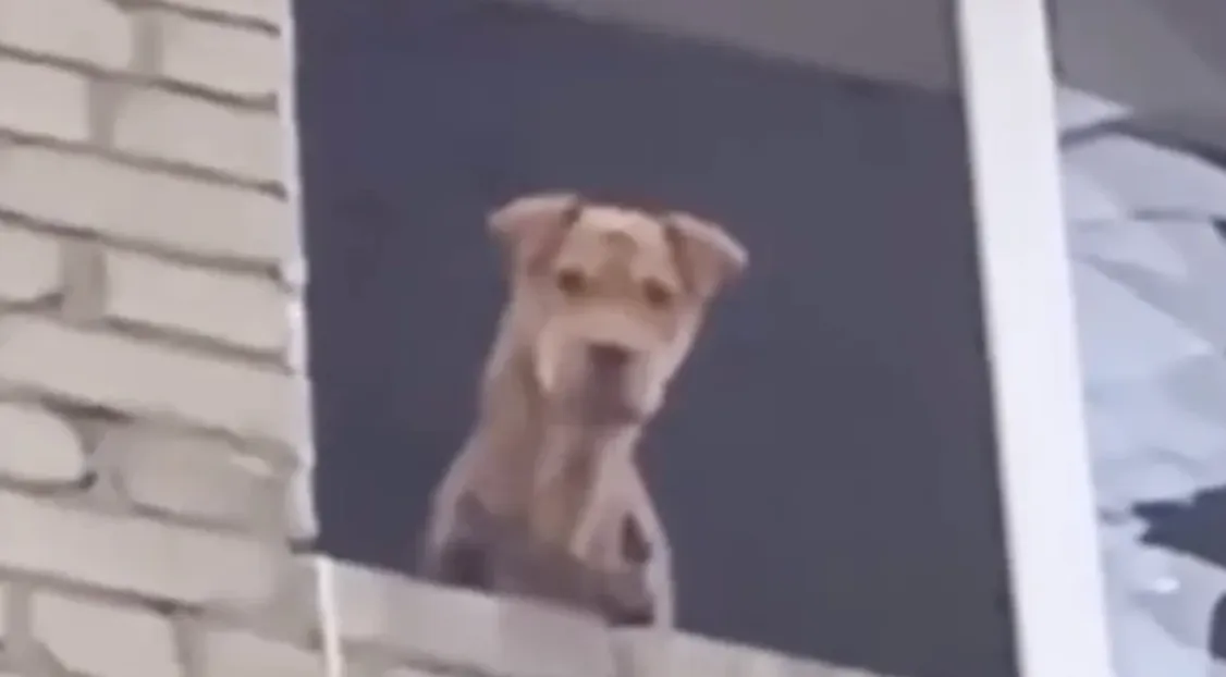 На Донеччині врятували собаку, яка місяць був заблокована у зруйнованому будинку