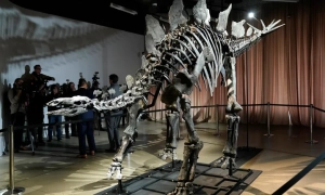 Данія - столиця нудистів Європи: хто ще підтримує “культуру вільного тіла”