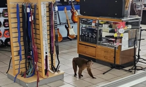 Поліція впіймала члена італійської мафії завдяки його кулінарному блогу на YouTube