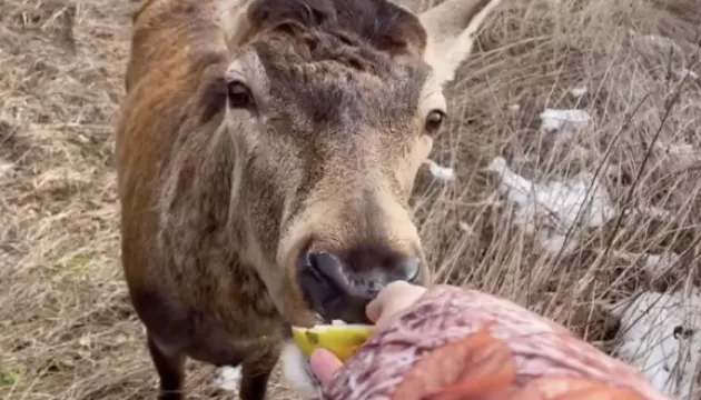 Улюбленець мережі олень Борис у важкому стані після ДТП на Рівненщині
