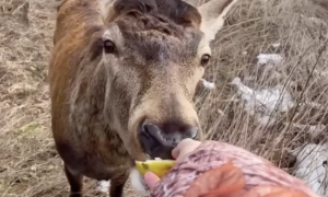 Суд арештував підозрюваного у теракті в Бучі без права застави