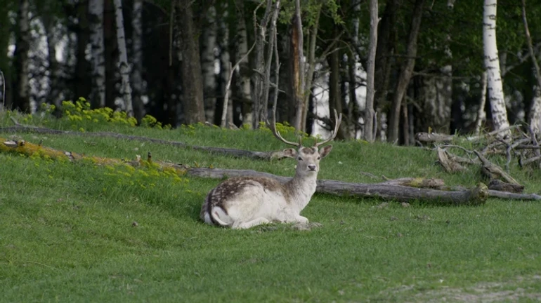 Документальний фільм «Дівія» покажуть на кліматичній конференції ООН