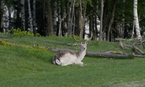 Енн Епплбаум отримала цьогорічну німецьку літературну Премію миру