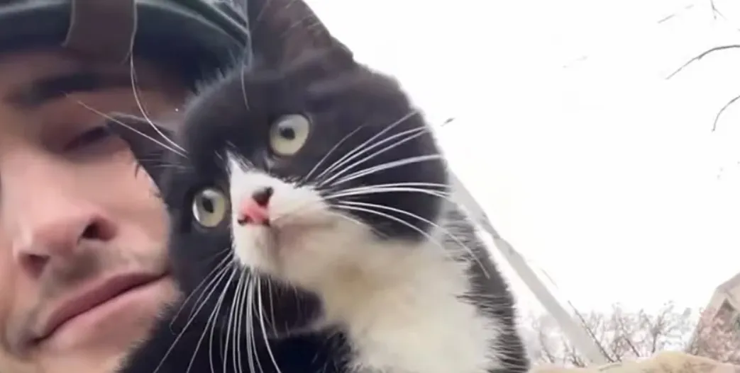 Прикордонники врятували чорно-білого кота на Донеччині