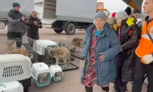 W Kijowie przeprowadzono operację owczarka, którego policjant postrzelił w kryjówce