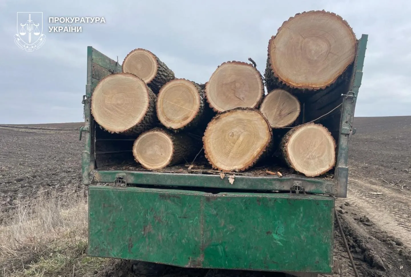 В Хмельницкой области лесоруба посадили в тюрьму за попытку присвоить древесину на сумму 400 тысяч