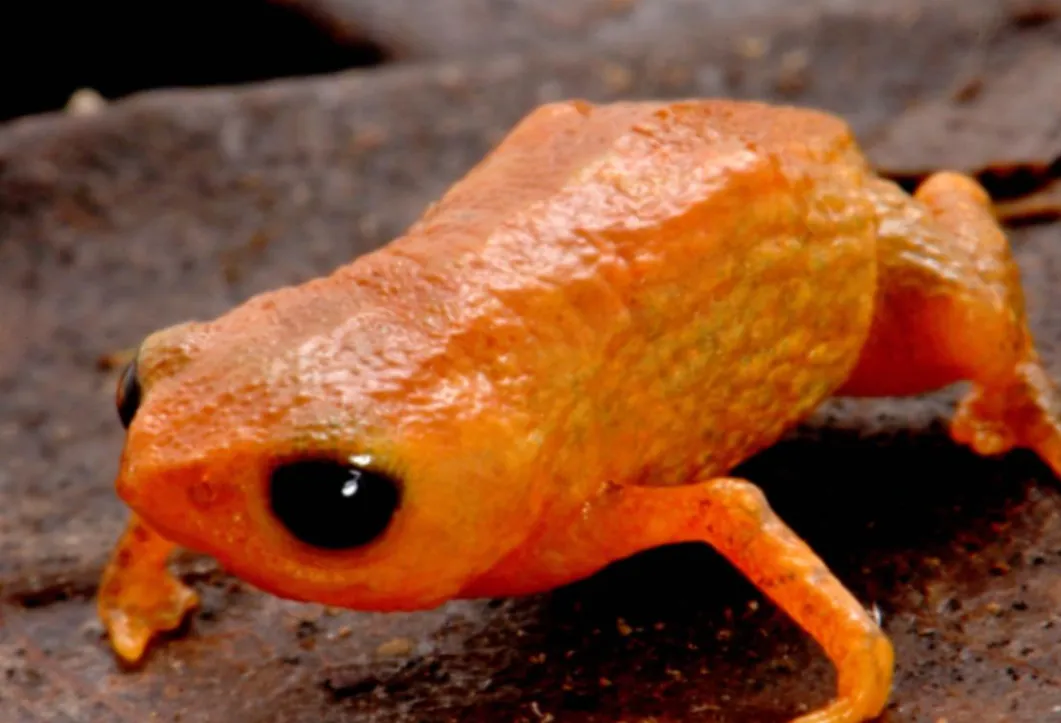У Бразилії відкрили новий вид мікрожаби, яка вміщується на кінчику олівця