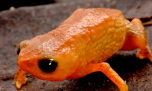 Мобільний інтернет виявився швидшим за Wi-Fi