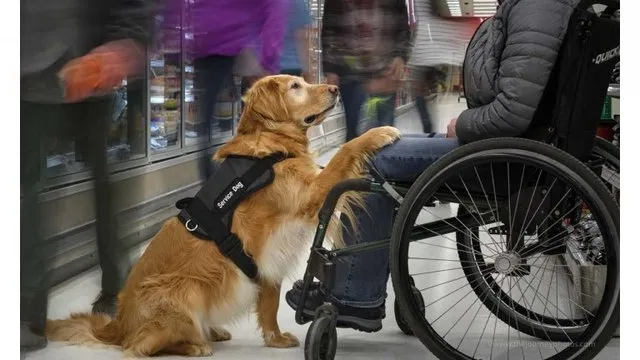 A petition to allow service dogs on the Kyiv Metro did not receive enough votes