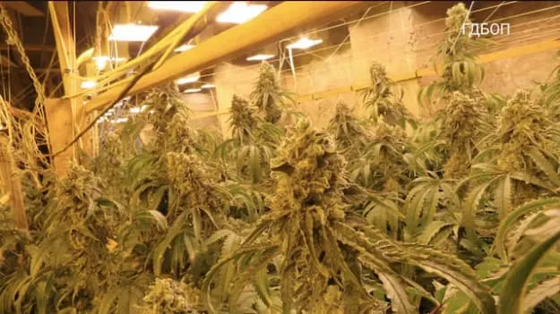 У Болгарії викрили підземну плантацію канабісу в шахті — Reuters