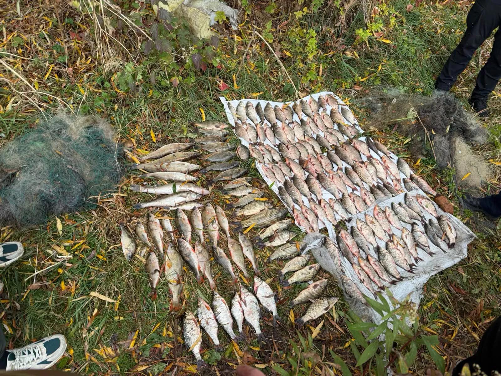 Poachers causing 629,000 hryvnias in damages were caught in the Dnipropetrovsk and Vinnytsia regions