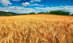 80% українських агропідприємств можуть залишитися без субсидій після вступу до ЄС