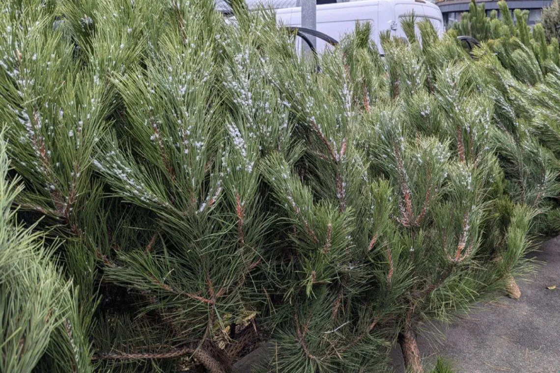 «Ліси України» продали понад 17 тисяч різдвяних ялинок на 3,5 млн грн
