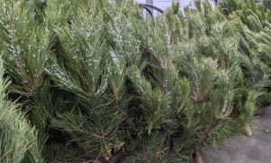 Названо імена кандидатів на пости губернаторів від Зеленського