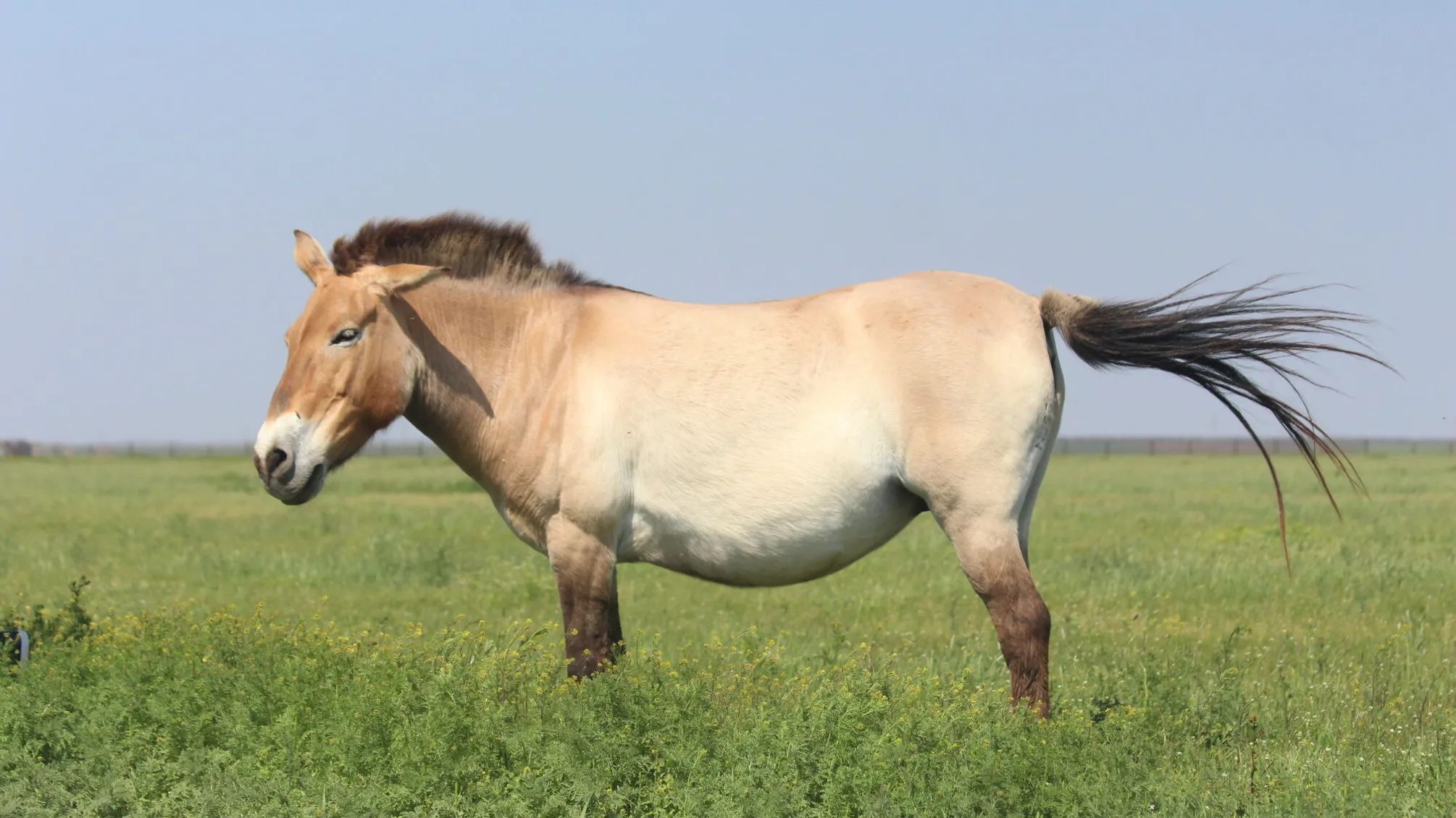 У Підмосков’ї провели «хокей на конях» із тушею цапа