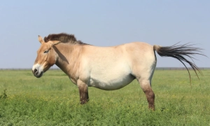 Відео: у літак з росіянами врізалися орли