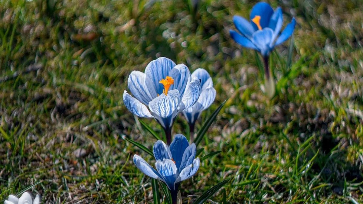 Березень у Києві став найсухішим за 135 років