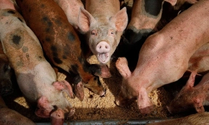 Франція підтримала закон про боротьбу з фейками на виборах