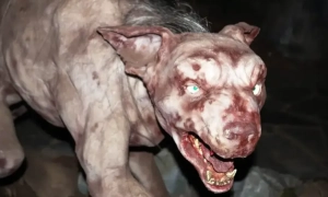 Відео: Чупакабра повернулася, на Хмельниччині невідомий звір масово вбиває тварин