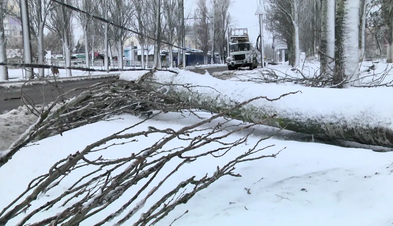 Відео: У Києві через обледеніння почали падати дерева
