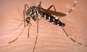 У ВООЗ заявили, що європейський регіон «лідирує» в розвитку епідемії ВІЛ