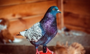 У Польщі голубів годуватимуть контрацептивами