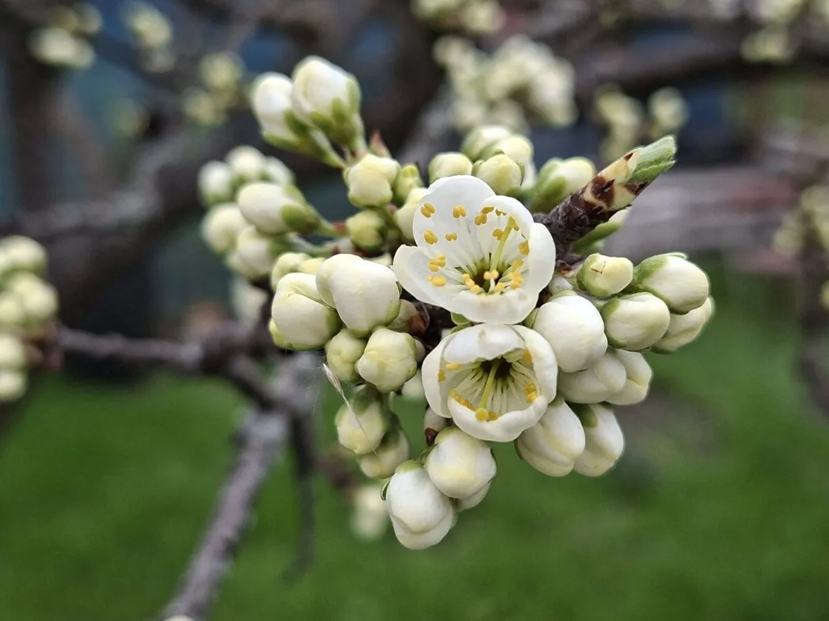 В Украине 17 апреля похолодает и станет больше дождей