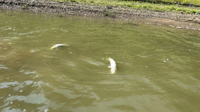 A massive fish kill occurred in the Dniester River due to the abnormal heat