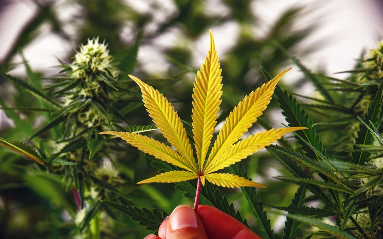 Канабіс не ефективний для лікування психічних розладів — The Guardian