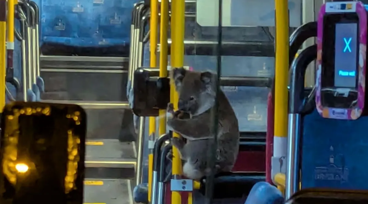 Відео: молода коала Пері залізла в автобус у Австралії