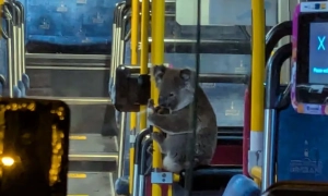 Екс-прем’єр Японії заявив, що окупація Криму зірвала угоду з РФ щодо Курил