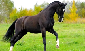 Фото: на Сумщині десятки одиниць підбитої техніки РФ