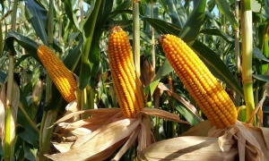 В Україні стрімко дорожчає цибуля: фермери не встигають зібрати врожай через дощі