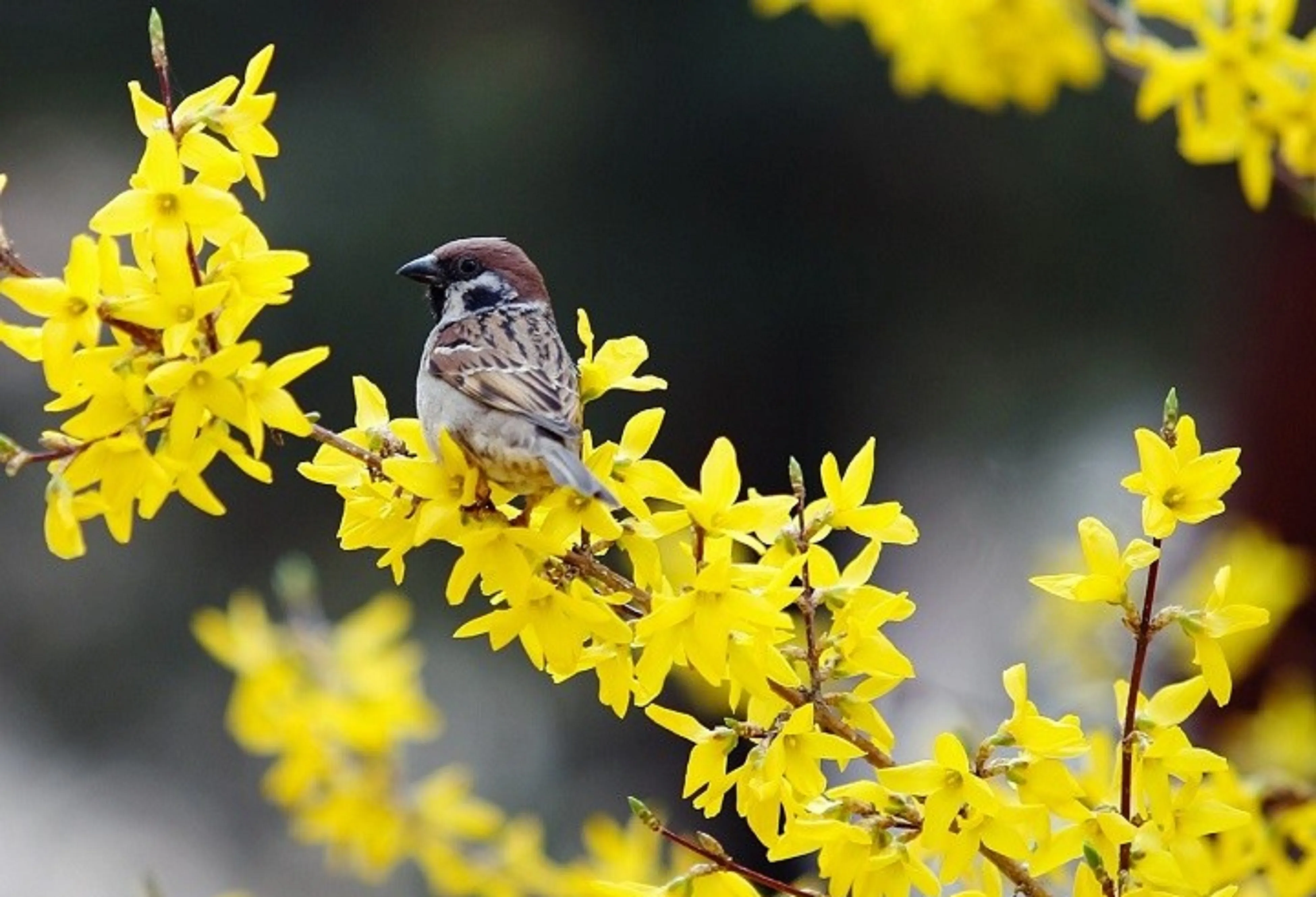 До +19 і місцями дощ: якою буде погода в Україні 29 березня