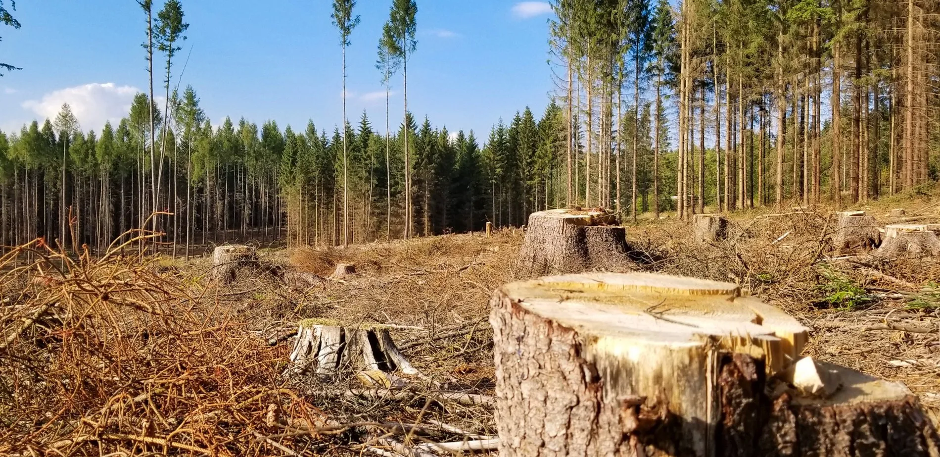 На Волыни лесничего подозревают в незаконной вырубке деревьев на сумму свыше 6,5 млн грн