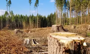 Ирина Мудра пошла на сделку со следствием — социальные сети