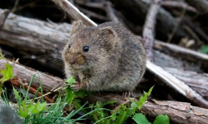 Звільнення полонених не зніме з РФ європейських санкцій