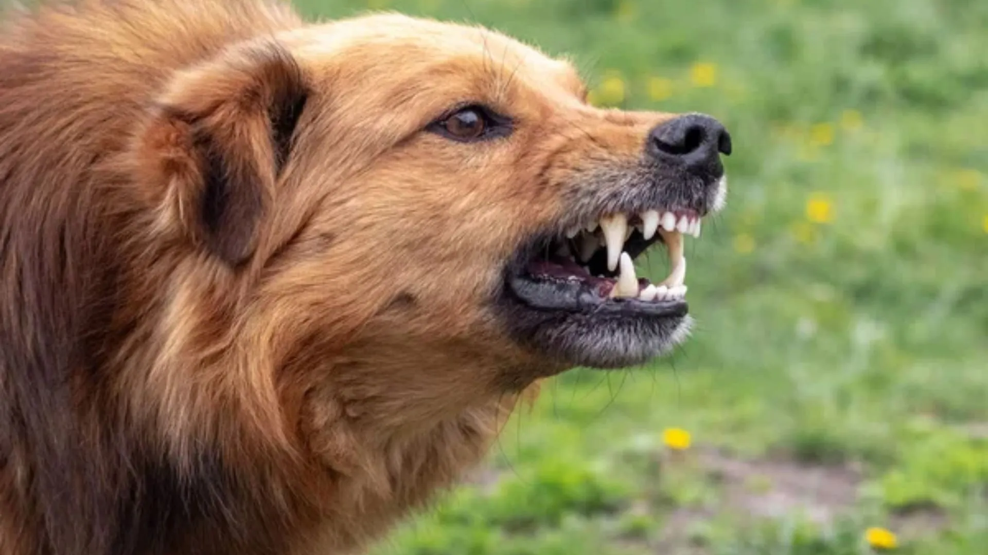Court Places Dog Owner Under House Arrest Following Fatal Attack on a Retiree