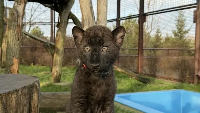 Под Киевом родился редкий чёрный леопаронок