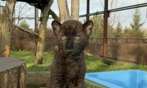В Киеве частично открыли движение по Южному мосту: кому из водителей повезло