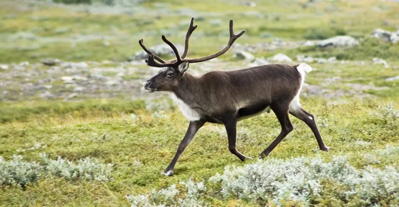 У Фінляндії вовки масово нищать оленів: пастухи пов’язують це з війною РФ проти України