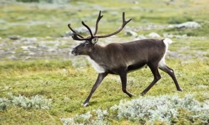 США вразили судно з «маршруту наркоторгівлі» у Тихому океані, двоє загиблих