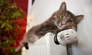 Прикордонники назвали, скільки чоловіків щодня завертають на кордоні