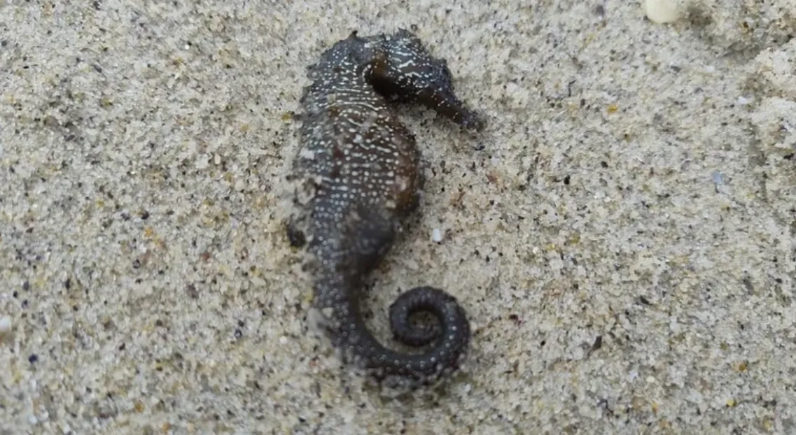 Масова загибель морських коників відбувається в Одесі