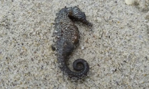 ЄС може почати зберігати газ у українських сховищах – ЗМІ 