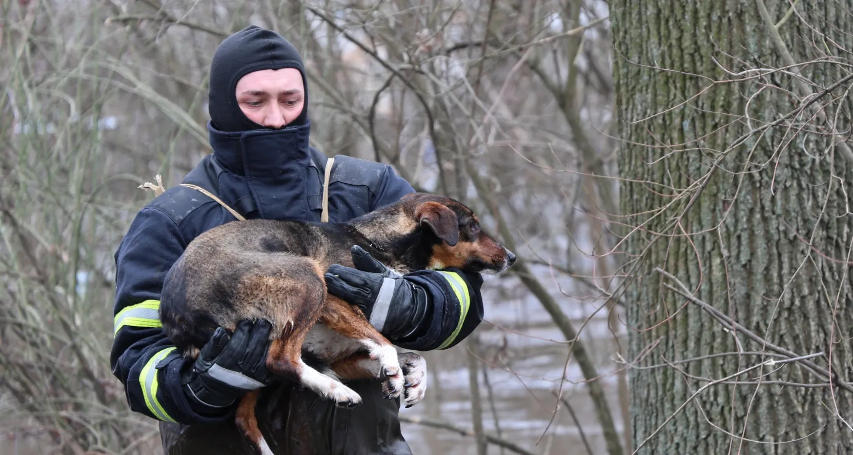 Відео: рятувальники евакуюють собак із затопленого притулку у Кропивницькому