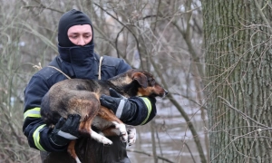 Відео: рятувальники евакуюють собак із затопленого притулку у Кропивницькому